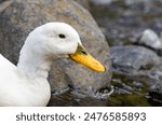 A close-up shoot of an 18 years old female domestic white duck (the domestic breed Pekin) living in the wild, swimming in the Water of Leith, Dunedin, New Zealand