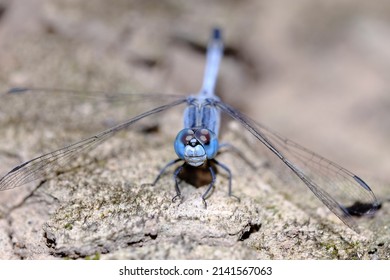 a closeup shoot of blue dragonfly with a rock for background.