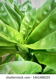 Closeup shoot of fresh green leaves - Shutterstock ID 1461488333