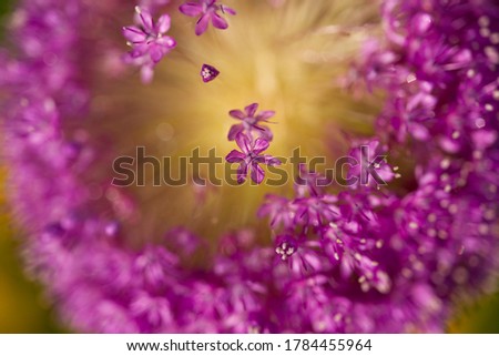 Similar – Blüte der Sterndolde (Astrantia)