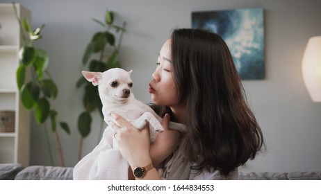 Close-up shooting of pleasant-looking happy Chinese young woman holding little buddy. White cute Chihuahua looking away. Kiss. Indoors. Pet, animals - Shutterstock ID 1644834553