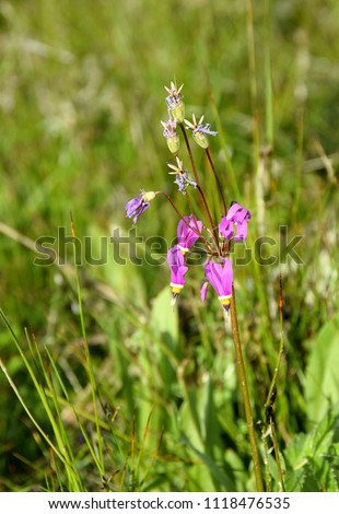 closeup of Shootingstar, Dodecatheon pulchellum in the meadow