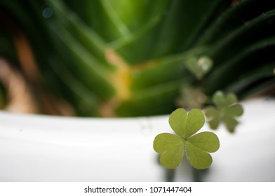 Close-up shoots of leaves of plants. - Shutterstock ID 1071447404