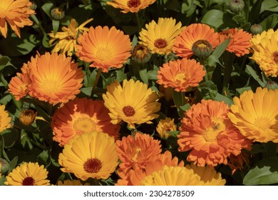 Closeup of the short lived orange and yellow flowers of Calendula or pot marigold.