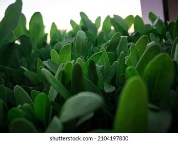 303 Palak plant Images, Stock Photos & Vectors | Shutterstock