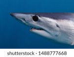 close-up of shortfin mako shark, Isurus oxyrinchus, off Cape Point, South Africa, Atlantic Ocean; ampullae of Lorenzini can be observed clearly