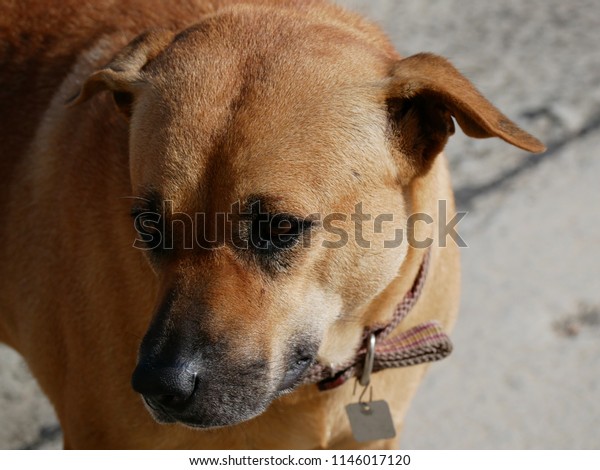 Closeup Shorthaired Brown Dog Stock Photo Edit Now 1146017120