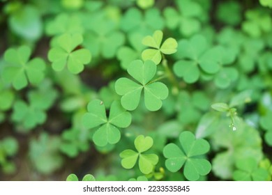 Close-up shot of a 3-leaf clover               - Shutterstock ID 2233535845