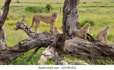 A Closeup Shot Of Acinonyx Jubatus Raineyii Animals Laying On Raw Trees Branches In Tanzania Safari