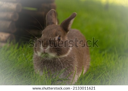 Similar – Rabbit eating flowers