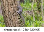 A closeup shot of an adorable grey squirrel (Sciurus carolinensis) jumping on the tree