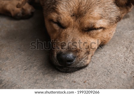 Similar – Dog sleeping on the floor , cute dog