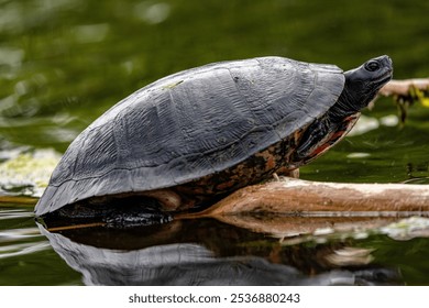 A closeup shot of an adorable turtle resting on a branch in the water - Powered by Shutterstock