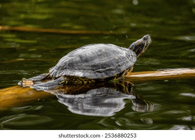 A closeup shot of an adorable turtle resting on a branch in the water - Powered by Shutterstock