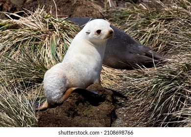 A Closeup Shot Of An Adorable White Baby Seal On A Rock In South Georgia