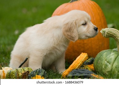 A closeup shot of an adorable white Golden retriever puppy next to pumpkins