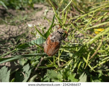 Close-up shot of an adult European cockchafer, Maybug or doodlebug (Melolontha hippocastani) crawlingona plant in bright sunlight in summer