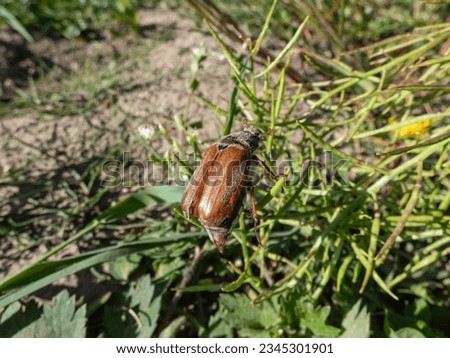 Close-up shot of an adult European cockchafer, Maybug or doodlebug (Melolontha hippocastani) crawlingona plant in bright sunlight in summer