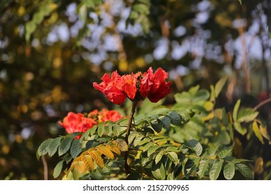 A Closeup Shot Of African Tuliptree