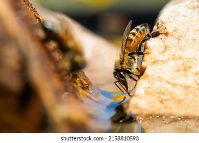 A Closeup Shot Of Africanized Honey Bee Gathering Water