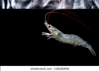 Close-up Shot Of Alive Swimming Pacific White Shrimp (P. Vannamei) In The Black Background