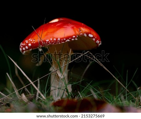 Similar – Foto Bild Roter Pilz auf dem Feld