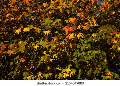 A Closeup Shot Of American Sweetgum During Autumn