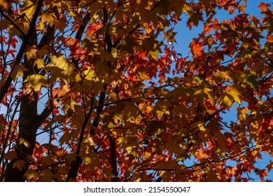 A Closeup Shot Of American Sweetgum During Autumn