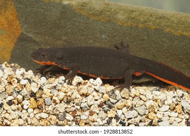 A Closeup Shot Of An Aquatic Female Of The Chinese Fire-bellied Newt, Cynops Orientalis