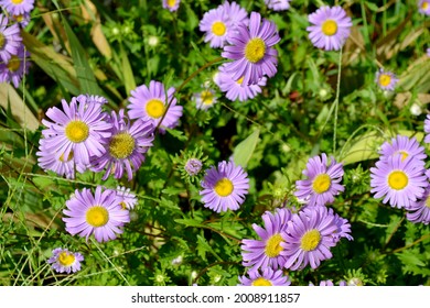 A Closeup Shot Of Aromatic Aster Flowers