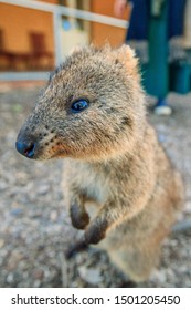 Closeup Shot Australian Quokka On Rottnest Stock Photo 1501205450 ...