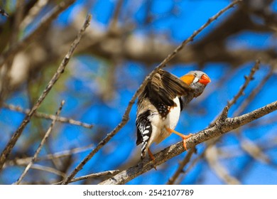 A closeup shot of Australian zebra finch bird with blurred blue background - Powered by Shutterstock