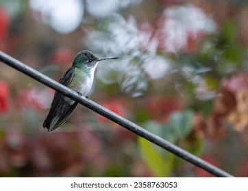 A closeup shot of an azure-crowned hummingbird perched on a cable on blurred background