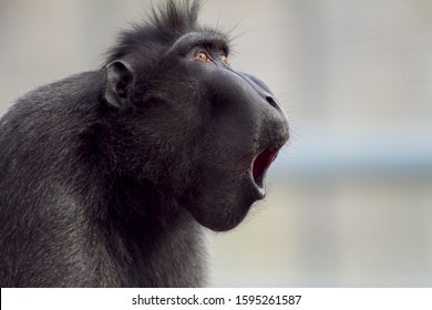 A closeup shot of a baboon making noises with a blurred background