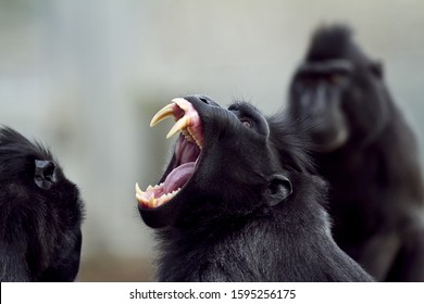 A closeup shot of a baboon screaming with its mouth open and sharp teeth