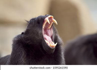 A closeup shot of a baboon screaming with its mouth wide open and sharp teeth