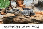 A closeup shot of a baby American alligator crawling on the rocks in the daylight