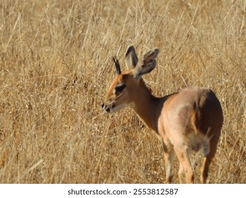 A close-up shot of a baby antelope in a field - Powered by Shutterstock