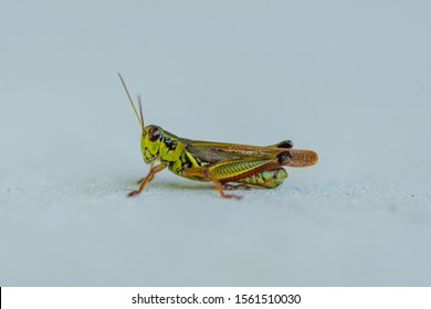 A Closeup Shot Of A Band Winged Grasshopper Isolated On A White Background