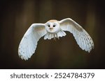 A close-up shot of a barn owl (Tyto alba) in flight, heading directly towards the camera. The white owl stands out against the dark, blurred forest background.