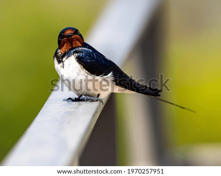 Similar – Vogelbeobachtung Natur