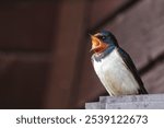 A close-up shot of a barn swallow with an open beak