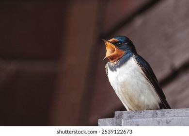 A close-up shot of a barn swallow with an open beak - Powered by Shutterstock - Get 15% off with code: PIKWIZARD15