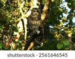 A close-up shot of a barred owl on a tree branch at Hanna Park in Jacksonville, Florida