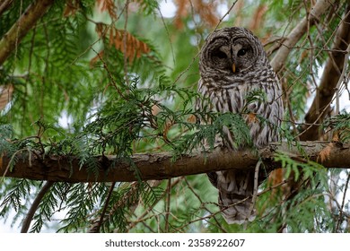Close-up shot of a Barred Owl perched atop a Pine Tree in Beacon Hill Park, Victoria, British Columbia, Canada - Powered by Shutterstock