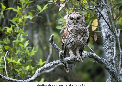 A closeup shot of a Barred owl standing on a tree branch with blurred background of a forest - Powered by Shutterstock