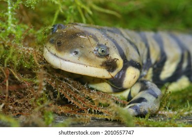 A closeup shot of a barred tiger salamander on green moss