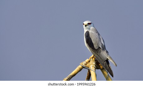 A Closeup Shot Of A Bat Hawk Bird Perched On The Wood