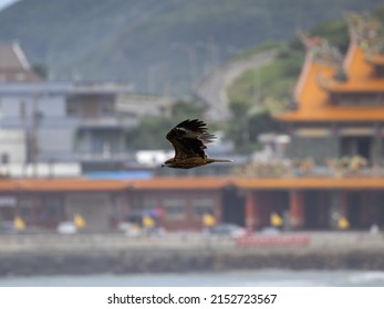 A Closeup Shot Of A Bat Hawk Flying On The Blurry Background