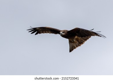 A Closeup Shot Of A Bat Hawk Kite Looking At The Camera While Flying